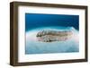 Anax Sea Cucumber (Thelenota Anax)-Reinhard Dirscherl-Framed Photographic Print