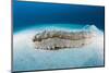 Anax Sea Cucumber (Thelenota Anax)-Reinhard Dirscherl-Mounted Photographic Print