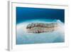 Anax Sea Cucumber (Thelenota Anax)-Reinhard Dirscherl-Framed Photographic Print