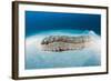 Anax Sea Cucumber (Thelenota Anax)-Reinhard Dirscherl-Framed Photographic Print