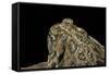 Anaxyrus Cognatus (Great Plains Toad)-Paul Starosta-Framed Stretched Canvas