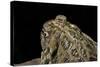 Anaxyrus Cognatus (Great Plains Toad)-Paul Starosta-Stretched Canvas