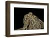 Anaxyrus Cognatus (Great Plains Toad)-Paul Starosta-Framed Photographic Print