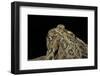 Anaxyrus Cognatus (Great Plains Toad)-Paul Starosta-Framed Photographic Print