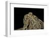 Anaxyrus Cognatus (Great Plains Toad)-Paul Starosta-Framed Photographic Print