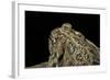 Anaxyrus Cognatus (Great Plains Toad)-Paul Starosta-Framed Photographic Print