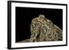 Anaxyrus Cognatus (Great Plains Toad)-Paul Starosta-Framed Photographic Print