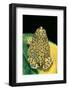 Anaxyrus Debilis (Green Toad)-Paul Starosta-Framed Photographic Print
