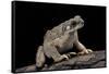 Anaxyrus Punctatus (Red-Spotted Toad)-Paul Starosta-Framed Stretched Canvas