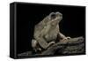 Anaxyrus Punctatus (Red-Spotted Toad)-Paul Starosta-Framed Stretched Canvas