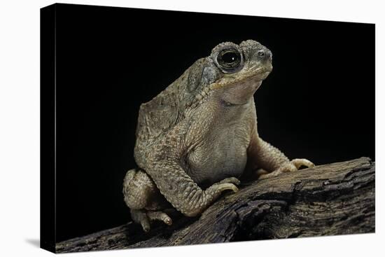 Anaxyrus Punctatus (Red-Spotted Toad)-Paul Starosta-Stretched Canvas