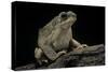 Anaxyrus Punctatus (Red-Spotted Toad)-Paul Starosta-Stretched Canvas