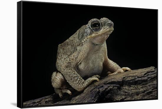 Anaxyrus Punctatus (Red-Spotted Toad)-Paul Starosta-Framed Stretched Canvas