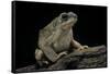 Anaxyrus Punctatus (Red-Spotted Toad)-Paul Starosta-Framed Stretched Canvas