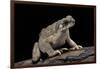 Anaxyrus Punctatus (Red-Spotted Toad)-Paul Starosta-Framed Photographic Print
