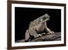 Anaxyrus Punctatus (Red-Spotted Toad)-Paul Starosta-Framed Photographic Print