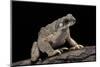 Anaxyrus Punctatus (Red-Spotted Toad)-Paul Starosta-Mounted Photographic Print