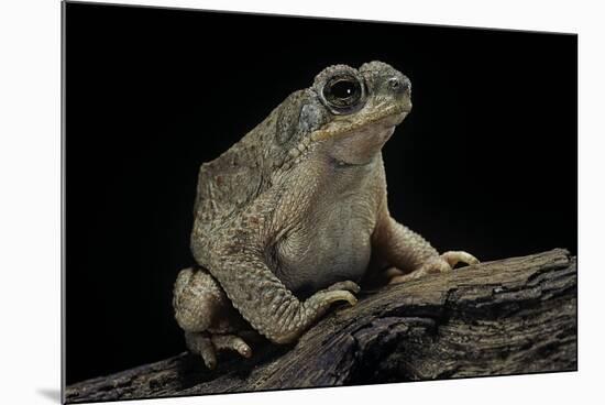 Anaxyrus Punctatus (Red-Spotted Toad)-Paul Starosta-Mounted Photographic Print