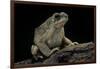 Anaxyrus Punctatus (Red-Spotted Toad)-Paul Starosta-Framed Photographic Print