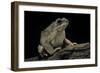 Anaxyrus Punctatus (Red-Spotted Toad)-Paul Starosta-Framed Photographic Print
