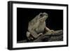 Anaxyrus Punctatus (Red-Spotted Toad)-Paul Starosta-Framed Photographic Print