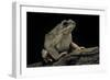 Anaxyrus Punctatus (Red-Spotted Toad)-Paul Starosta-Framed Photographic Print