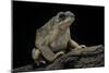 Anaxyrus Punctatus (Red-Spotted Toad)-Paul Starosta-Mounted Photographic Print