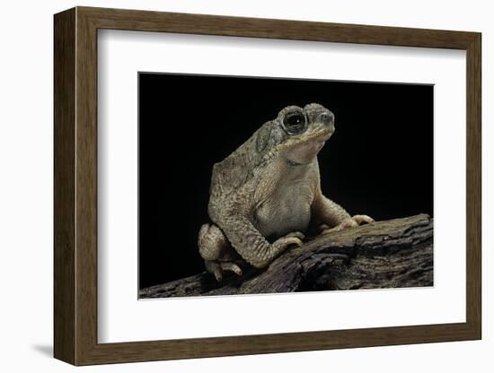 Anaxyrus Punctatus (Red-Spotted Toad)-Paul Starosta-Framed Photographic Print