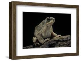 Anaxyrus Punctatus (Red-Spotted Toad)-Paul Starosta-Framed Photographic Print