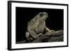 Anaxyrus Punctatus (Red-Spotted Toad)-Paul Starosta-Framed Photographic Print