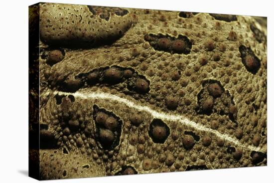 Anaxyrus Woodhousii (Woodhouse's Toad)-Paul Starosta-Stretched Canvas