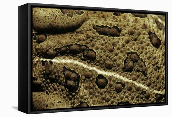 Anaxyrus Woodhousii (Woodhouse's Toad)-Paul Starosta-Framed Stretched Canvas