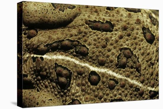 Anaxyrus Woodhousii (Woodhouse's Toad)-Paul Starosta-Stretched Canvas