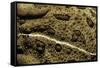 Anaxyrus Woodhousii (Woodhouse's Toad)-Paul Starosta-Framed Stretched Canvas