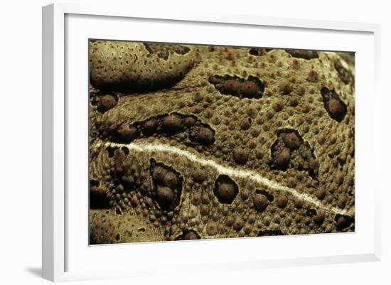 Anaxyrus Woodhousii (Woodhouse's Toad)-Paul Starosta-Framed Photographic Print