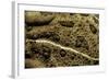 Anaxyrus Woodhousii (Woodhouse's Toad)-Paul Starosta-Framed Photographic Print