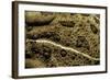 Anaxyrus Woodhousii (Woodhouse's Toad)-Paul Starosta-Framed Photographic Print