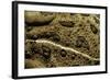 Anaxyrus Woodhousii (Woodhouse's Toad)-Paul Starosta-Framed Photographic Print