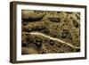 Anaxyrus Woodhousii (Woodhouse's Toad)-Paul Starosta-Framed Photographic Print