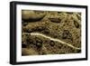 Anaxyrus Woodhousii (Woodhouse's Toad)-Paul Starosta-Framed Photographic Print