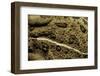 Anaxyrus Woodhousii (Woodhouse's Toad)-Paul Starosta-Framed Photographic Print