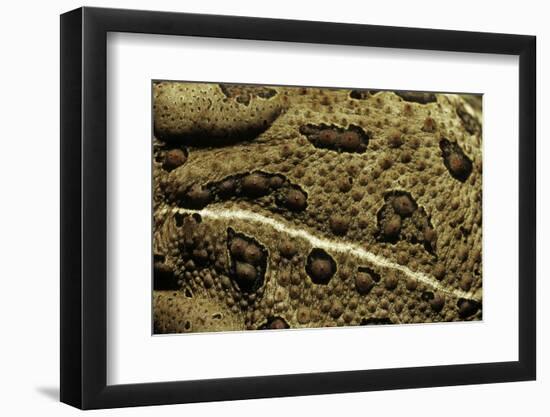 Anaxyrus Woodhousii (Woodhouse's Toad)-Paul Starosta-Framed Photographic Print