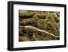 Anaxyrus Woodhousii (Woodhouse's Toad)-Paul Starosta-Framed Photographic Print