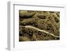 Anaxyrus Woodhousii (Woodhouse's Toad)-Paul Starosta-Framed Photographic Print