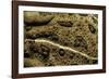 Anaxyrus Woodhousii (Woodhouse's Toad)-Paul Starosta-Framed Photographic Print