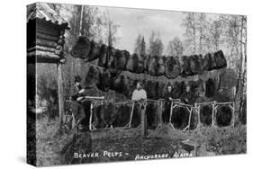 Anchorage, Alaska - View of Beaver Pelts and Trappers-Lantern Press-Stretched Canvas