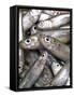 Anchovies-Gustavo Andrade-Framed Stretched Canvas