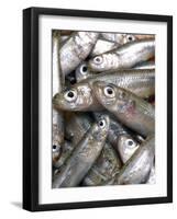 Anchovies-Gustavo Andrade-Framed Photographic Print