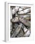 Anchovies-Gustavo Andrade-Framed Photographic Print