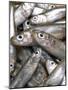 Anchovies-Gustavo Andrade-Mounted Photographic Print